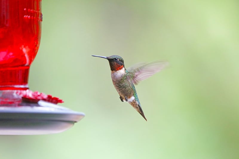 Upcycled Bird Feeders